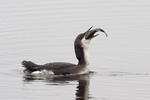 Black-throated Diver