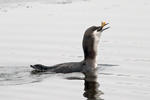 Black-throated Diver