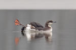 Black-throated Diver