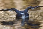 Black-throated Diver