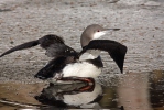 Black-throated Diver