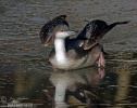 Black-throated Diver