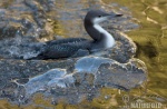 Black-throated Diver