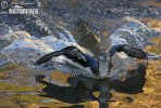 Black-throated Diver