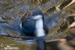 Black-throated Diver