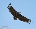 Black Vulture