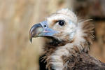 Black Vulture