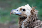 Black Vulture