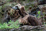 Black Vulture