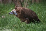 Black Vulture