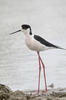 Black-winged Stilt