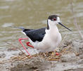 Black-winged Stilt