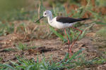 Black-winged Stilt