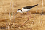 Black-winged Stilt