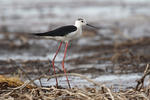 Black-winged Stilt