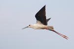 Black-winged Stilt