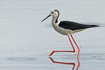 Black-winged Stilt