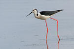 Black-winged Stilt