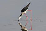 Black-winged Stilt