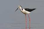 Black-winged Stilt