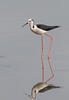 Black-winged Stilt