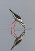 Black-winged Stilt