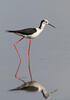 Black-winged Stilt