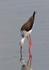 Black-winged Stilt