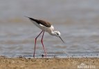 Black-winged Stilt