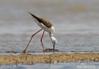 Black-winged Stilt