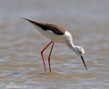 Black-winged Stilt