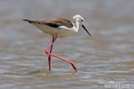 Black-winged Stilt