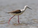 Black-winged Stilt