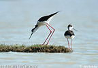 Black-winged Stilt