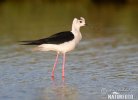 Black-winged Stilt