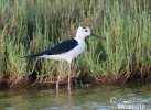 Black-winged Stilt