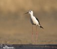 Black-winged Stilt