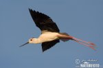 Black-winged Stilt