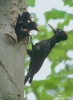 Black Woodpecker