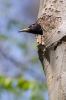 Black Woodpecker