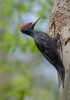 Black Woodpecker