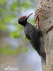 Black Woodpecker