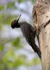 Black Woodpecker