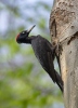 Black Woodpecker