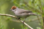 Blackcap