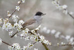 Blackcap