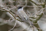 Blackcap