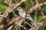 Blackcap