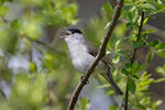 Blackcap