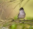 Blackcap